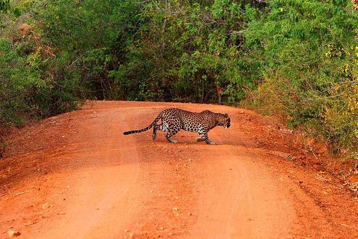 Leopard is chasing his target 